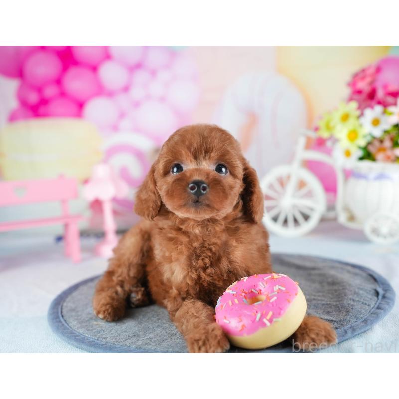 販売中の茨城県のトイプードル-441896の7枚目