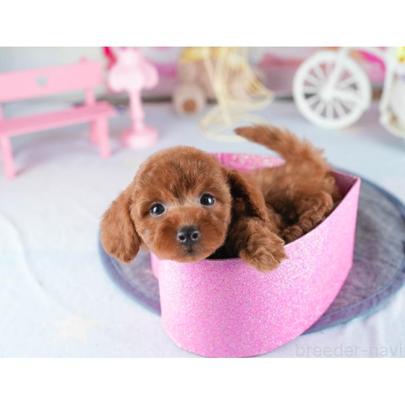 販売中の茨城県のトイプードル-441896の6枚目