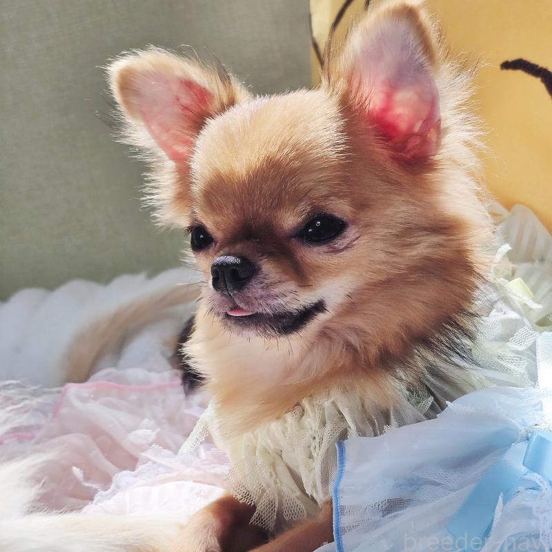 販売中の東京都のチワワ(ロングコート)-441872の1枚目