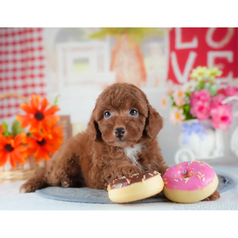 販売中の茨城県のトイプードル-441891の10枚目