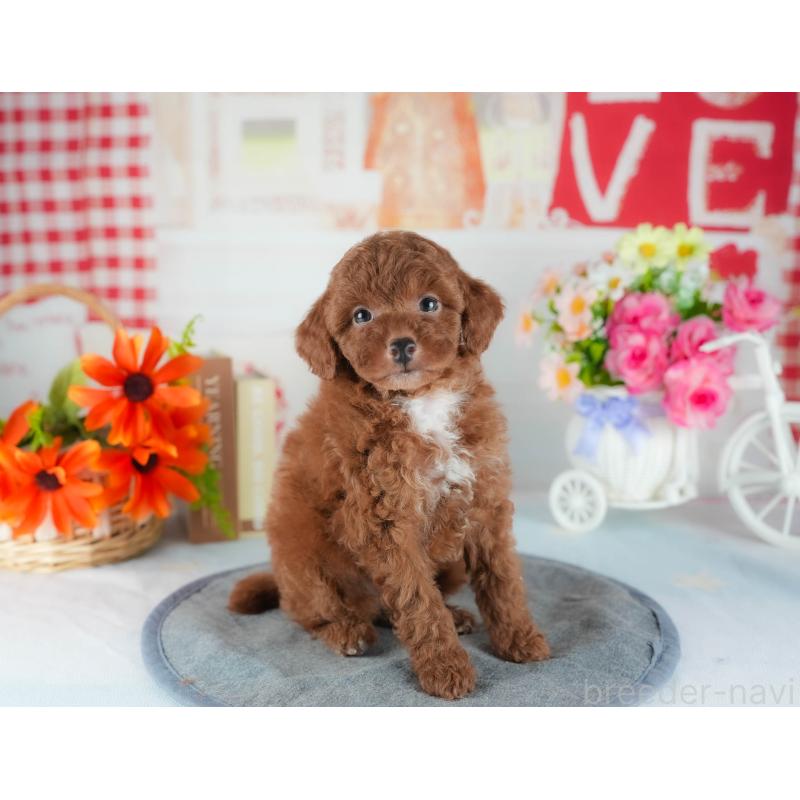 販売中の茨城県のトイプードル-441891の9枚目