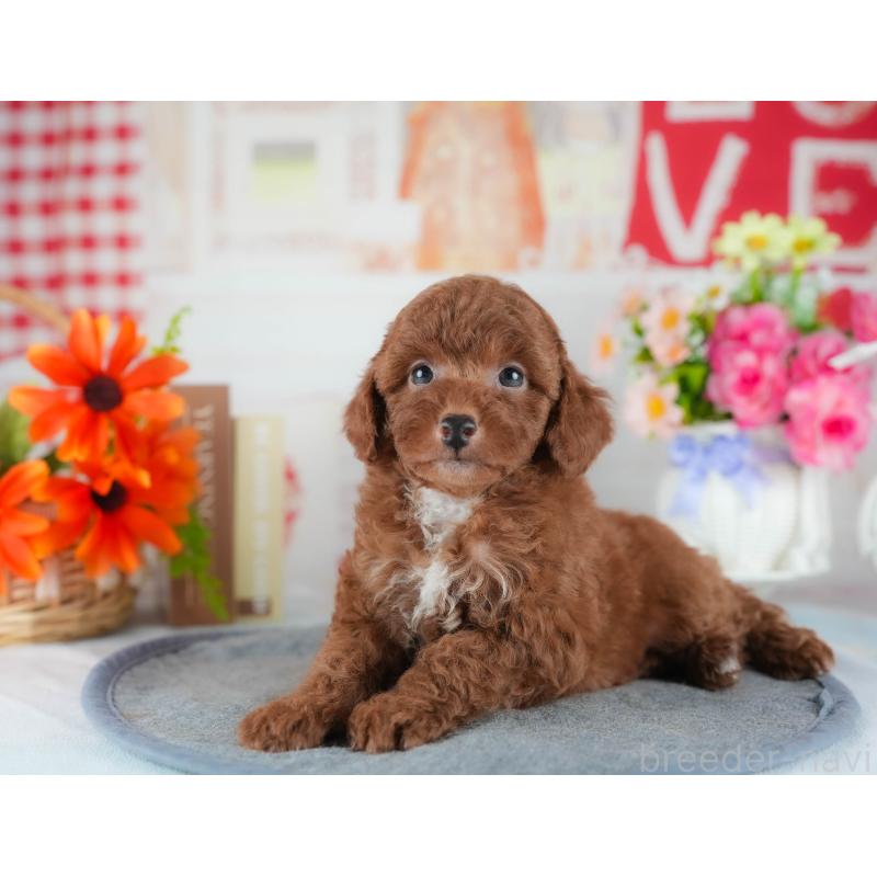 販売中の茨城県のトイプードル-441891の8枚目