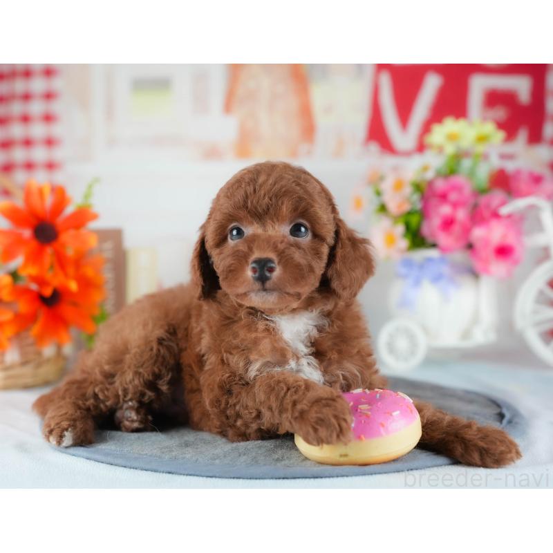 販売中の茨城県のトイプードル-441891の7枚目