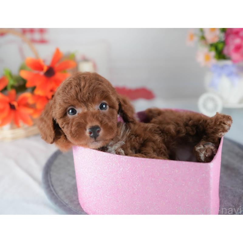 販売中の茨城県のトイプードル-441891の6枚目