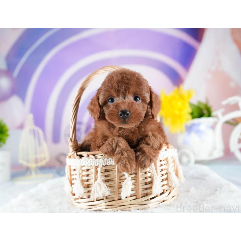 販売中の茨城県のトイプードル-441887の10枚目