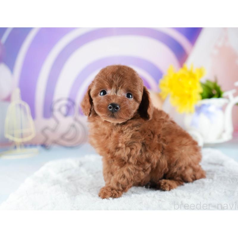 販売中の茨城県のトイプードル-441887の8枚目