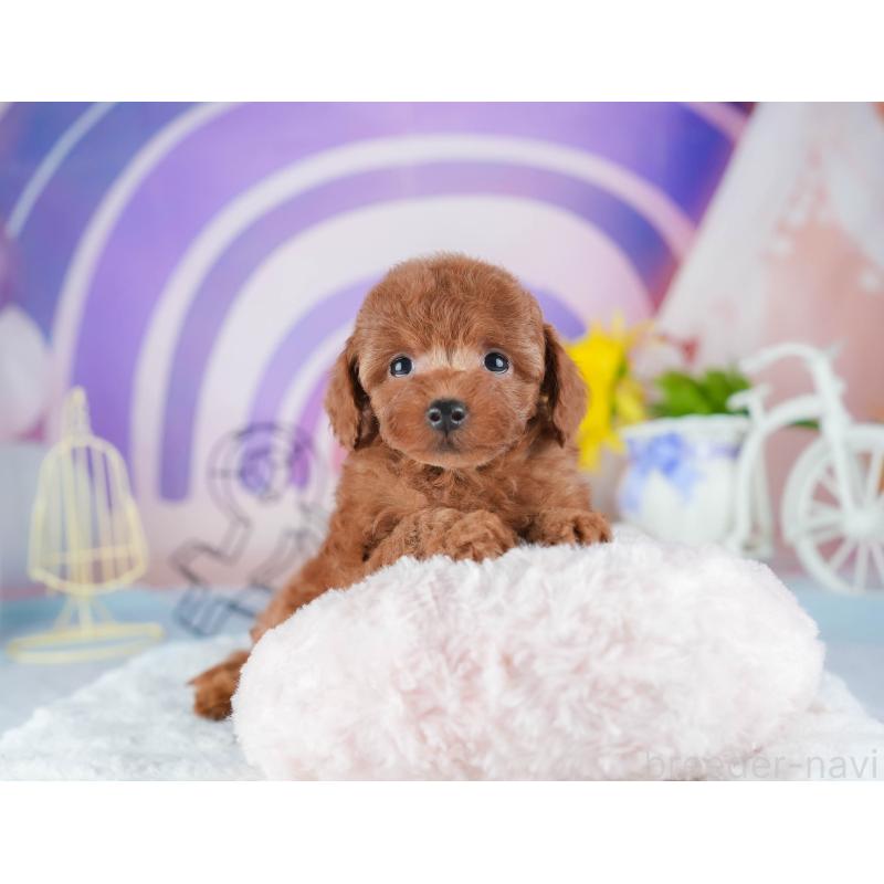 販売中の茨城県のトイプードル-441887の7枚目