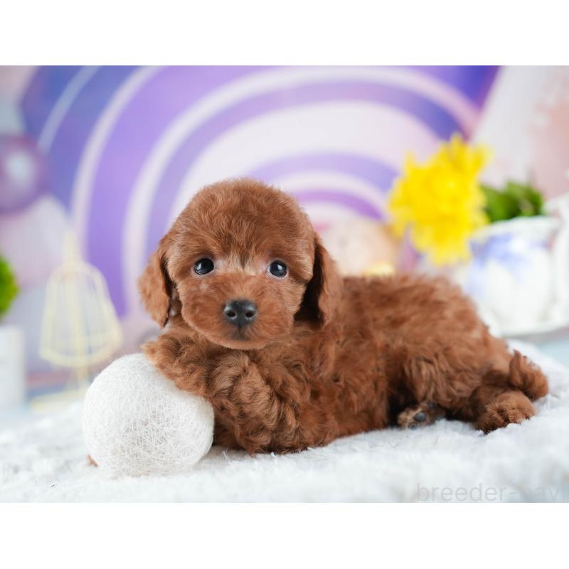 販売中の茨城県のトイプードル-441887の6枚目