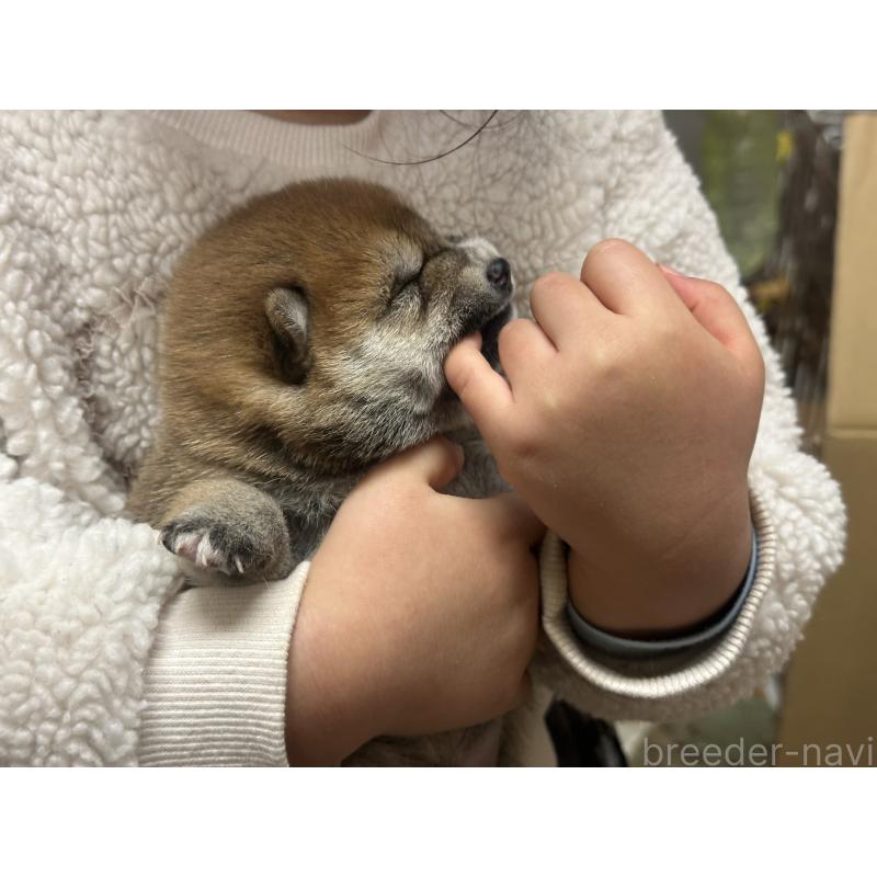 販売中の熊本県の豆柴-442142の6枚目