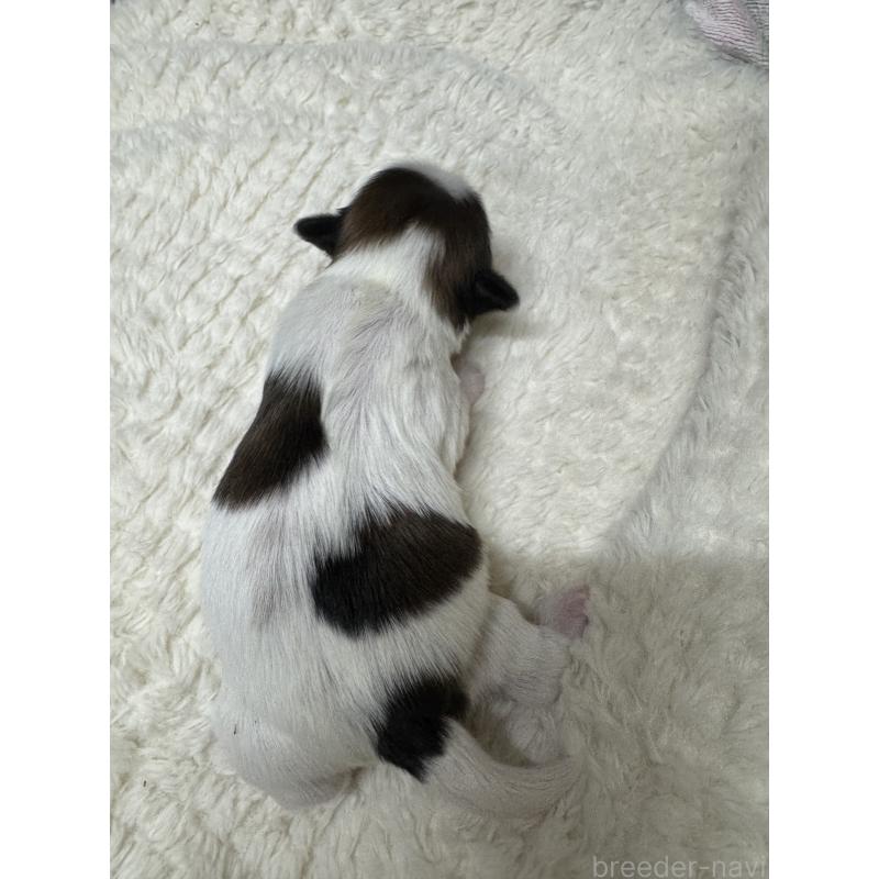 販売中の大阪府のシーズー-442145の3枚目