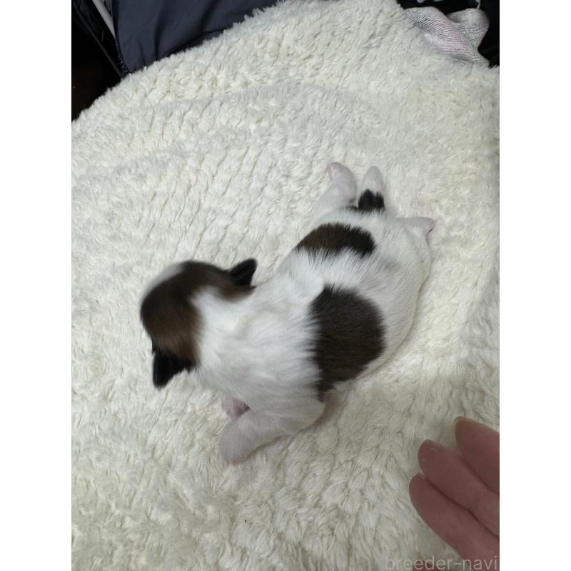 販売中の大阪府のシーズー-442145の2枚目