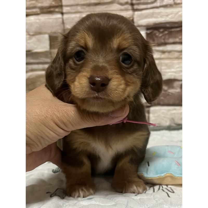 販売中の神奈川県のミックス犬-442143の6枚目