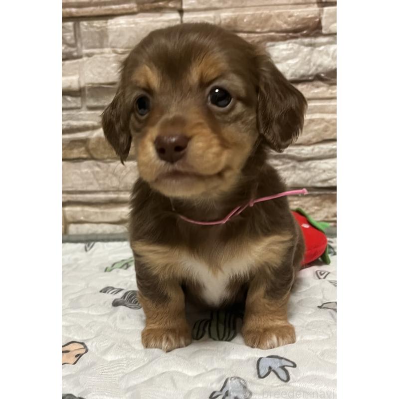 販売中の神奈川県のミックス犬-442143の5枚目