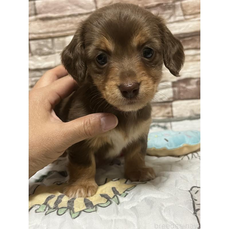 販売中の神奈川県のミックス犬-442143の4枚目