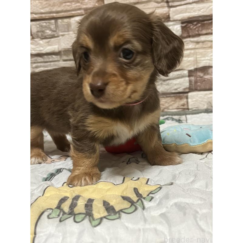 販売中の神奈川県のミックス犬-442143の3枚目