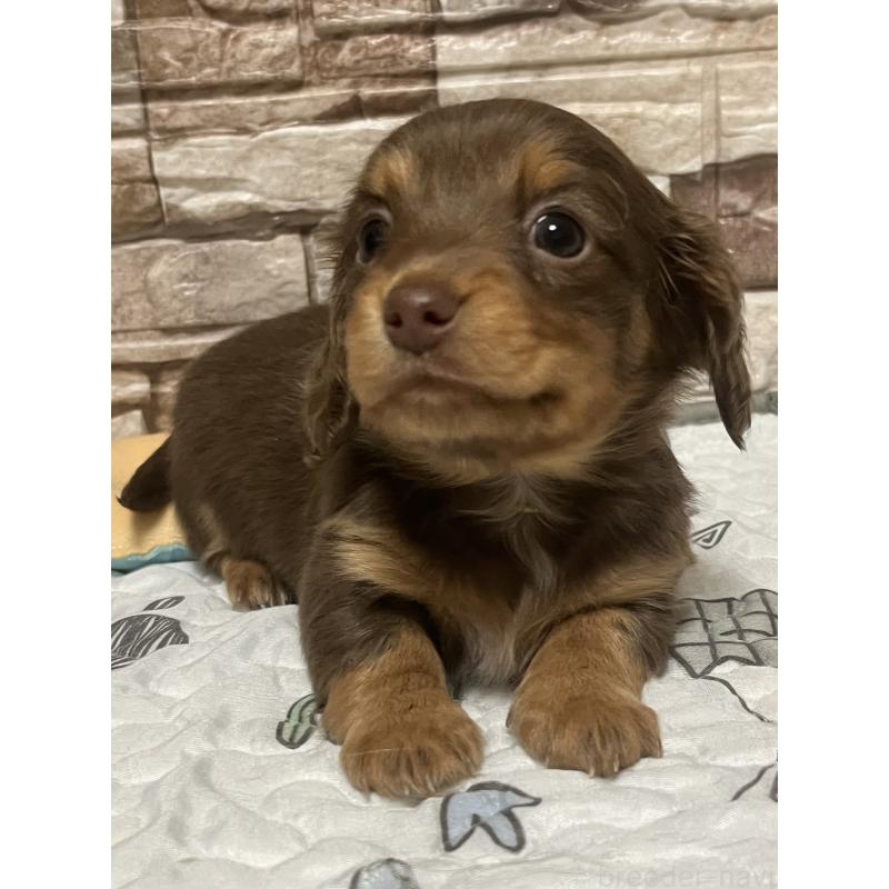 販売中の神奈川県のミックス犬-442144の5枚目