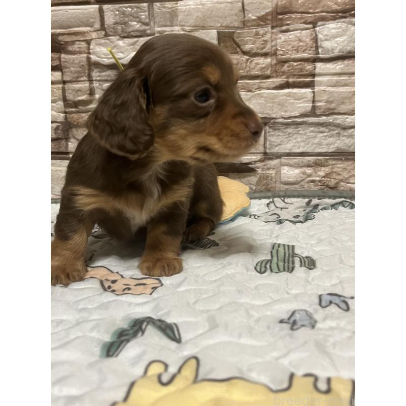 販売中の神奈川県のミックス犬-442144の4枚目