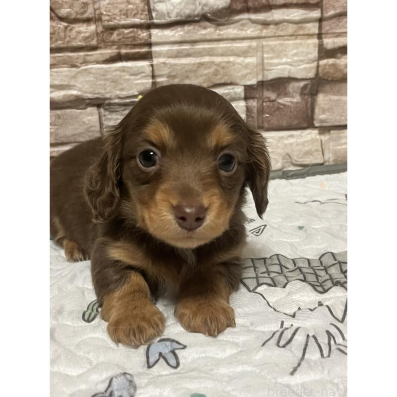 販売中の神奈川県のミックス犬-442144の3枚目