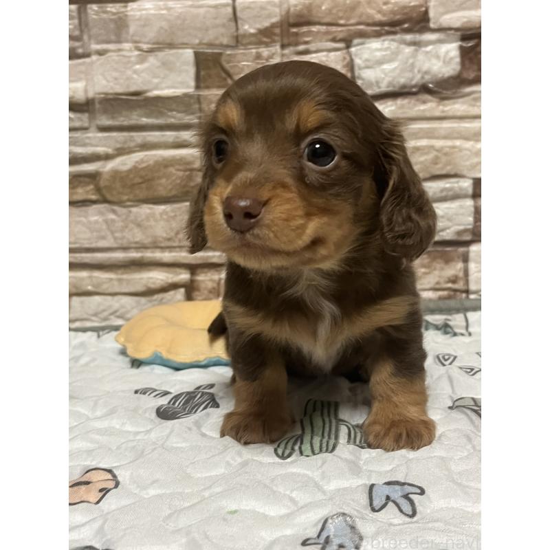 販売中の神奈川県のミックス犬-442144の2枚目