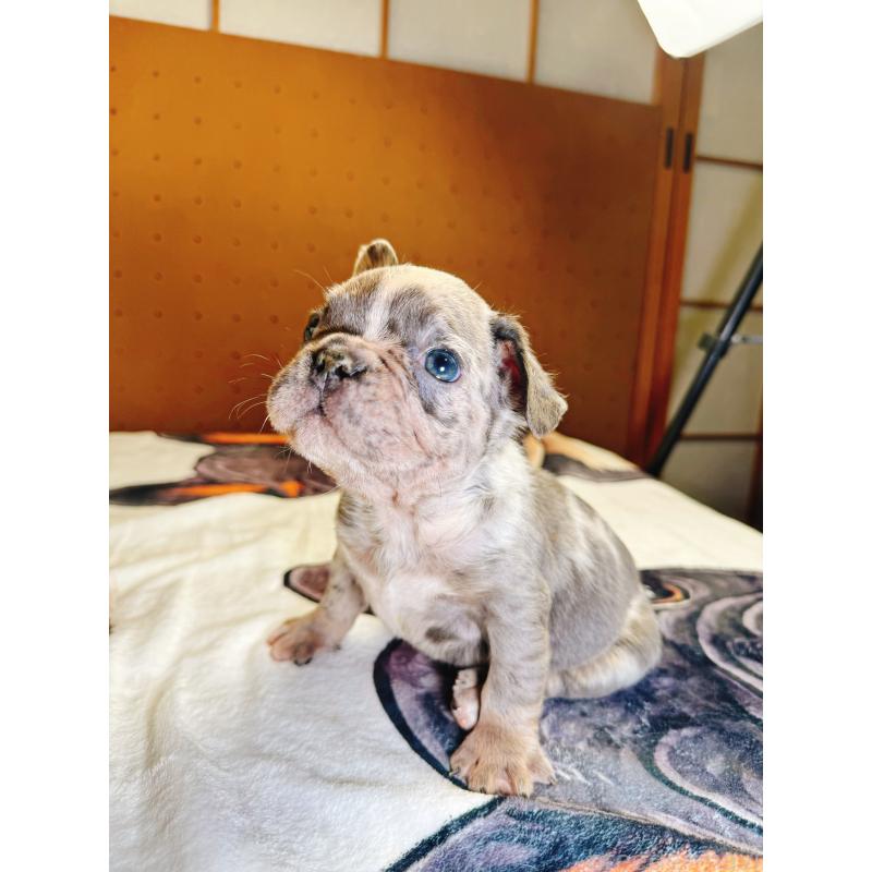 販売中の奈良県のフレンチブルドッグ-442146の16枚目