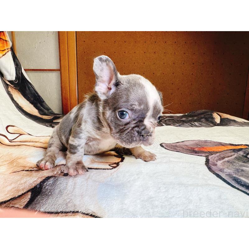 販売中の奈良県のフレンチブルドッグ-442146の15枚目