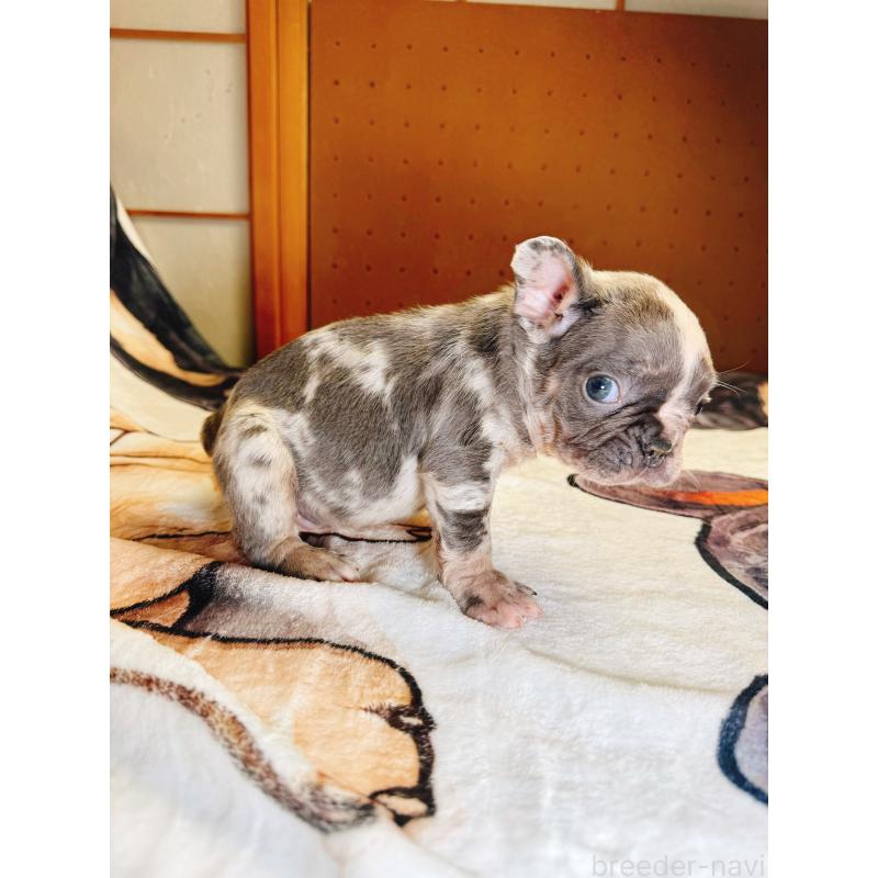 販売中の奈良県のフレンチブルドッグ-442146の14枚目