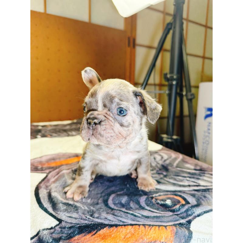 販売中の奈良県のフレンチブルドッグ-442146の12枚目
