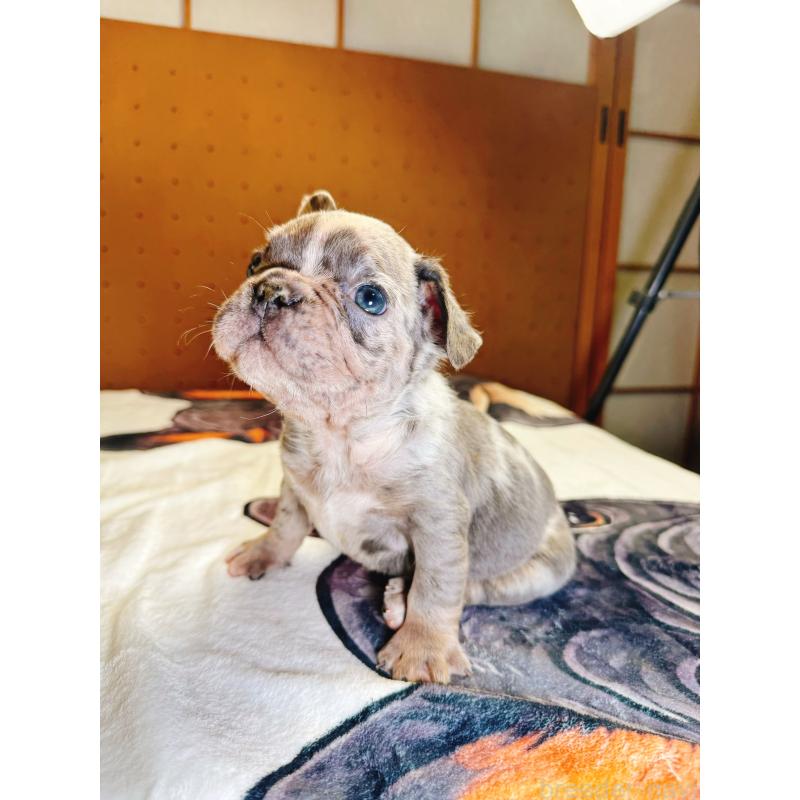 販売中の奈良県のフレンチブルドッグ-442146の9枚目
