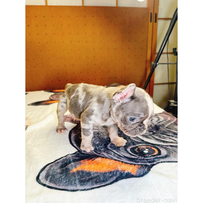 販売中の奈良県のフレンチブルドッグ-442146の8枚目