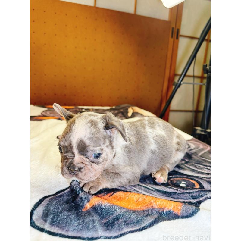 販売中の奈良県のフレンチブルドッグ-442146の7枚目