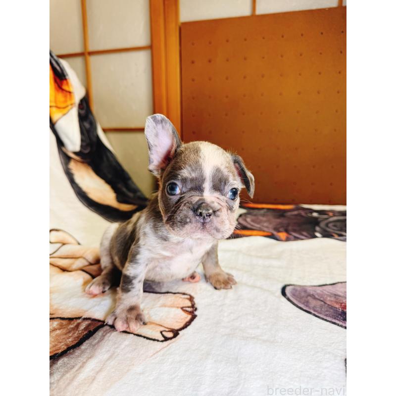 販売中の奈良県のフレンチブルドッグ-442146の6枚目