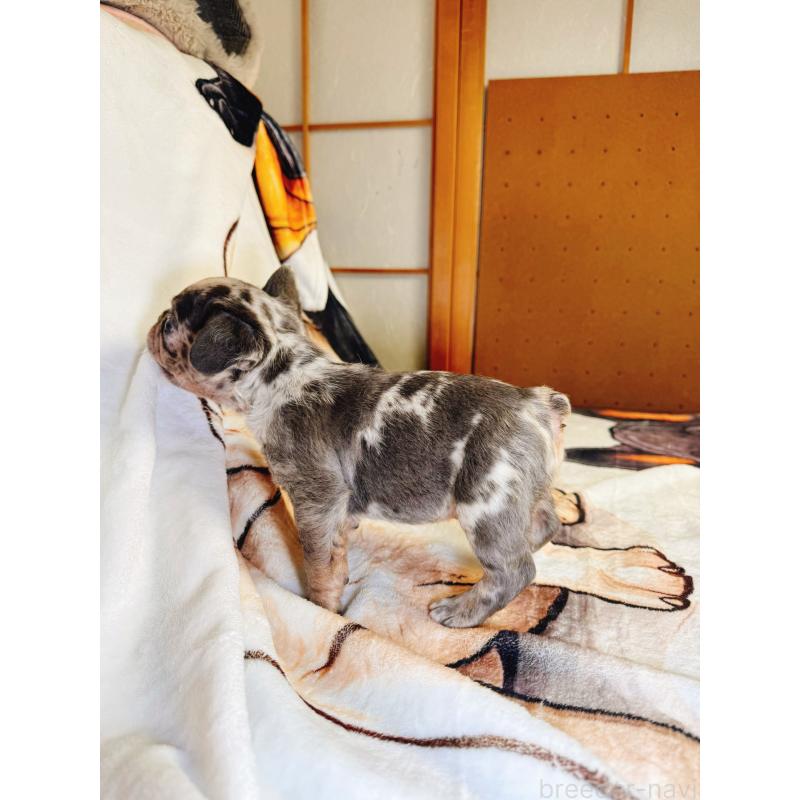 販売中の奈良県のフレンチブルドッグ-442146の5枚目