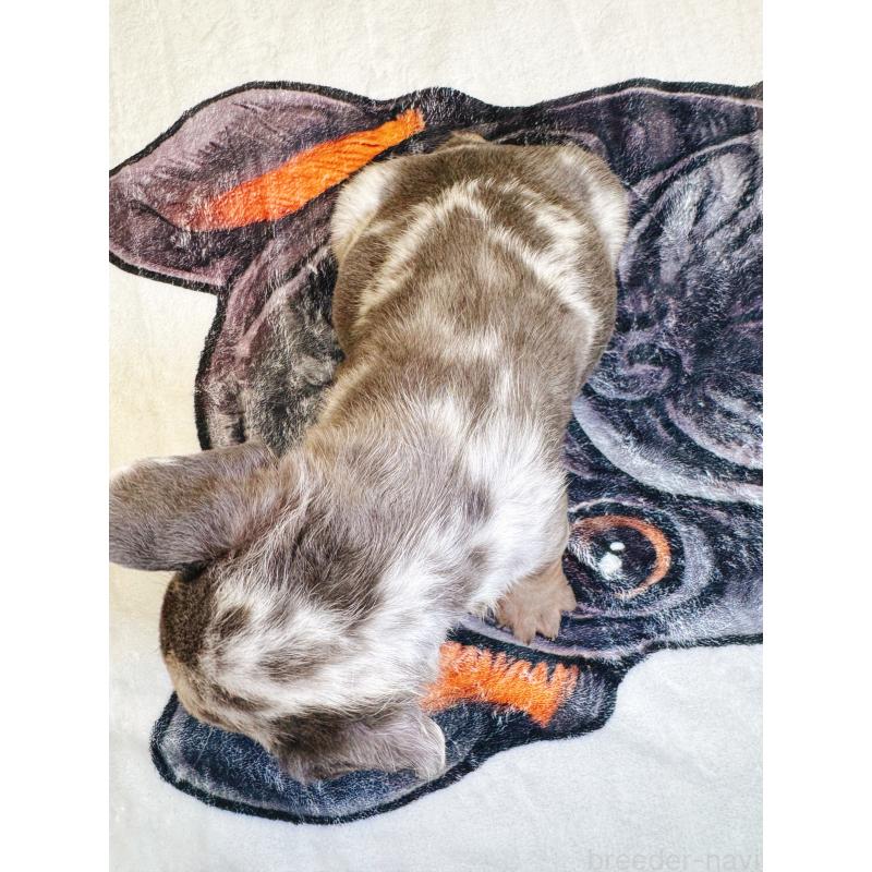 販売中の奈良県のフレンチブルドッグ-442146の4枚目