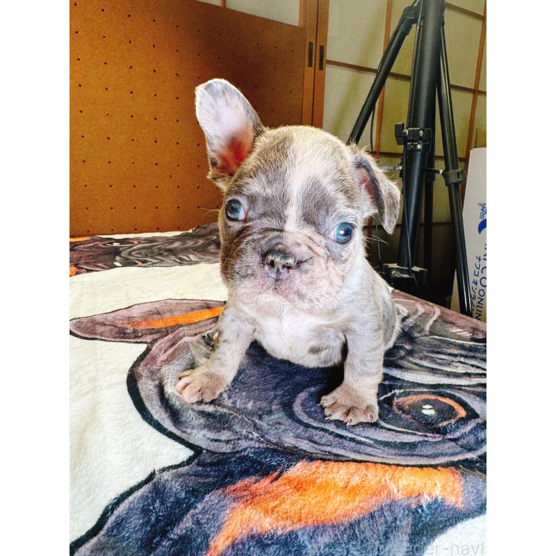 販売中の奈良県のフレンチブルドッグ-442146の3枚目
