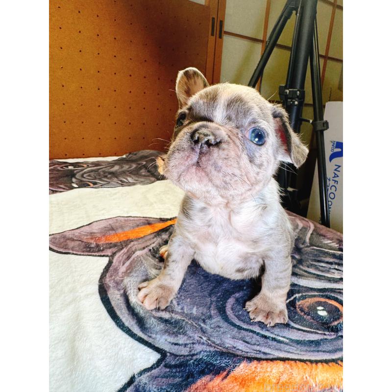 販売中の奈良県のフレンチブルドッグ-442146の2枚目