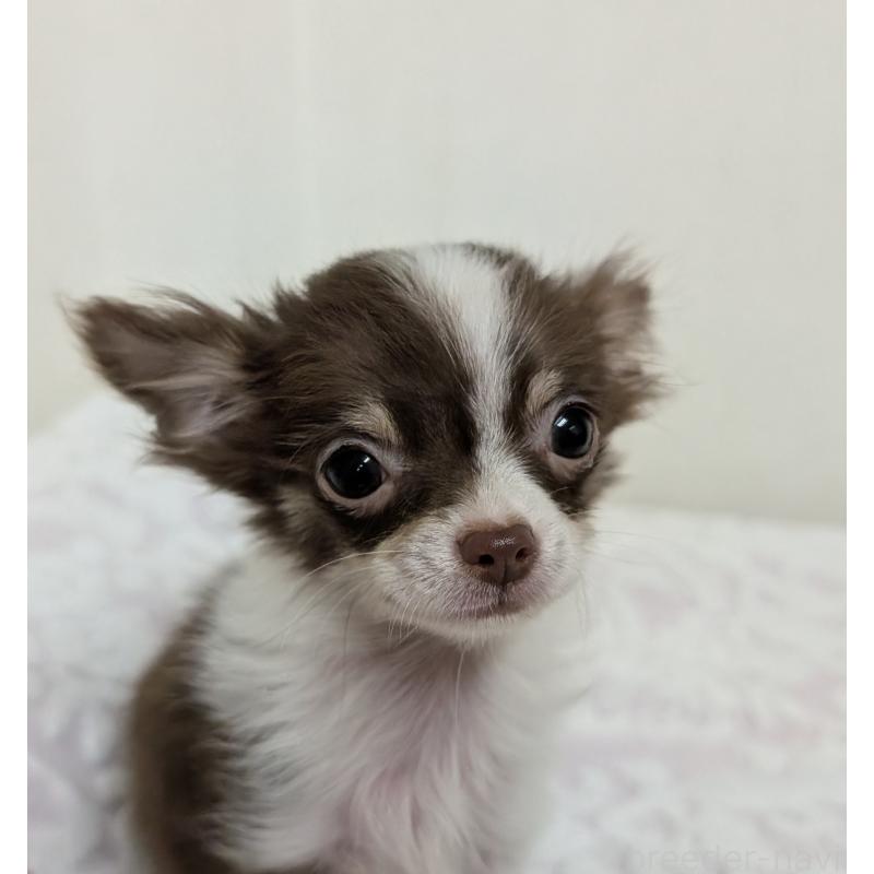 成約済の宮崎県のチワワ(ロングコート)-430717の2枚目