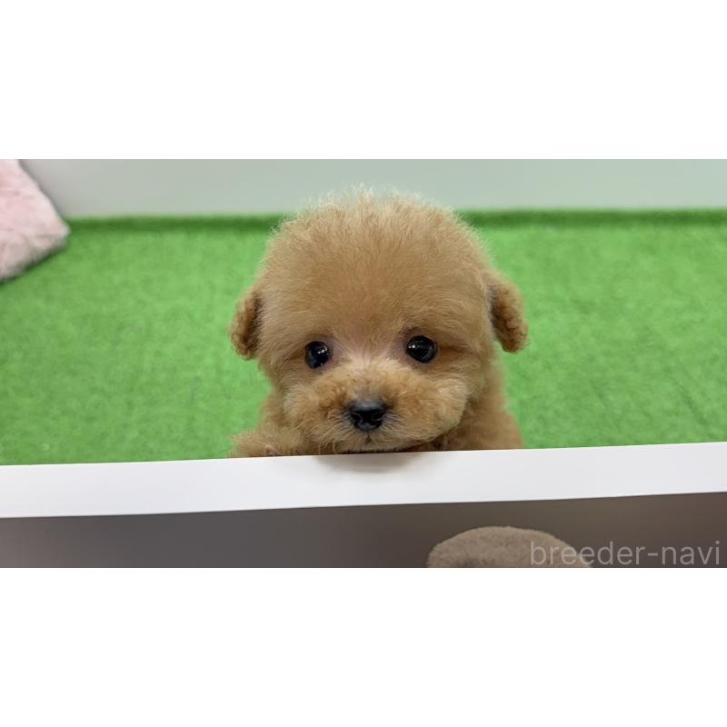 販売中の新潟県のティーカッププードル-442120の10枚目