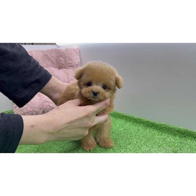 販売中の新潟県のティーカッププードル-442120の6枚目