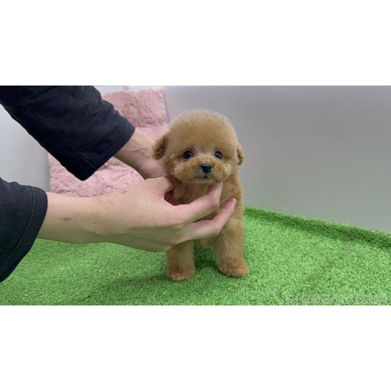 販売中の新潟県のティーカッププードル-442120の5枚目