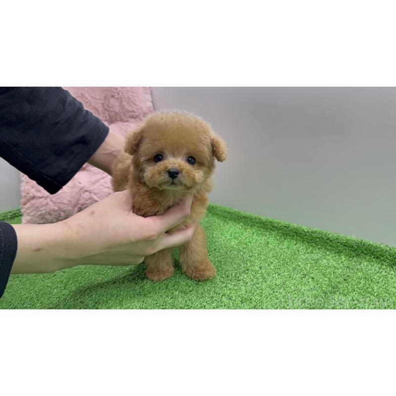 販売中の新潟県のティーカッププードル-442120の3枚目