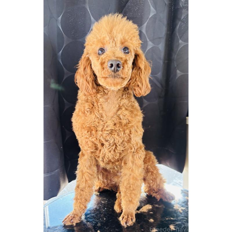 販売中の神奈川県のミニチュアプードル-442170の2枚目