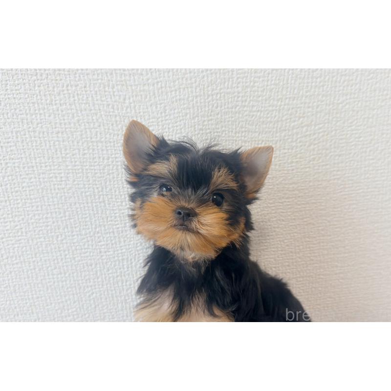 販売中の東京都のヨークシャーテリア-442171の3枚目