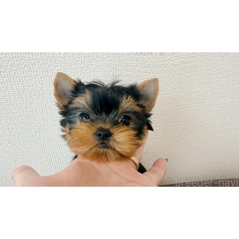 販売中の東京都のヨークシャーテリア-442171の2枚目