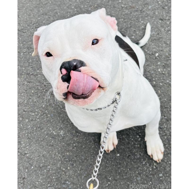 販売中の神奈川県のアメリカンピットブルテリア-392579の3枚目