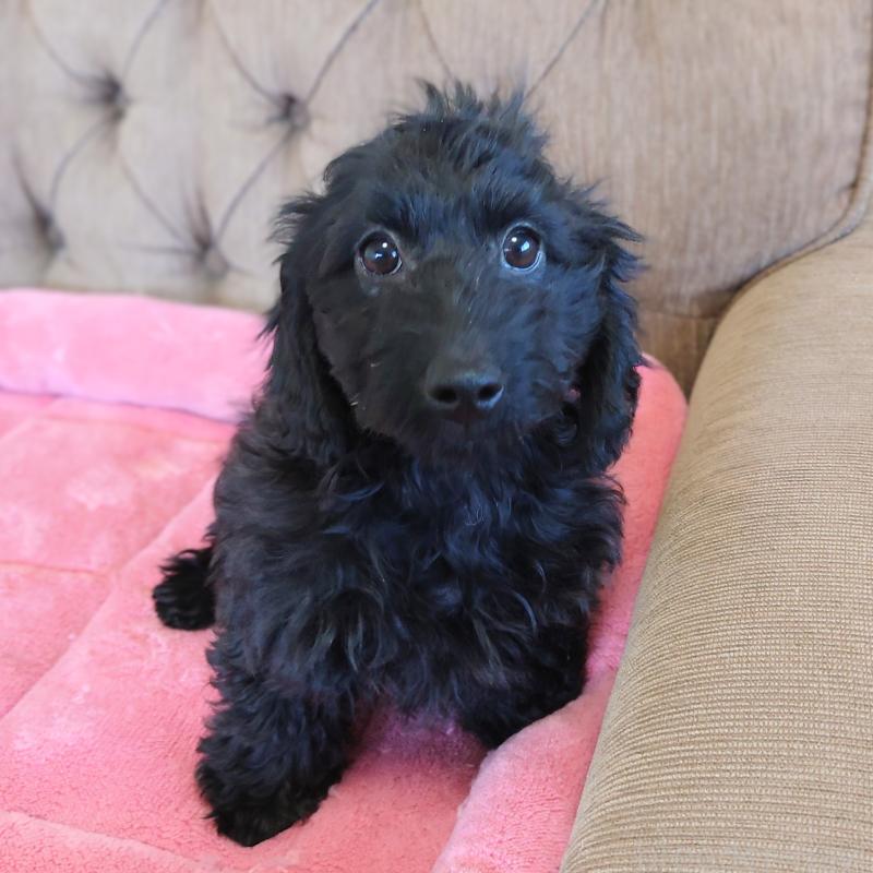 成約済の埼玉県のダップー:ミニチュアダックスフンド×トイプードル-429301の2枚目