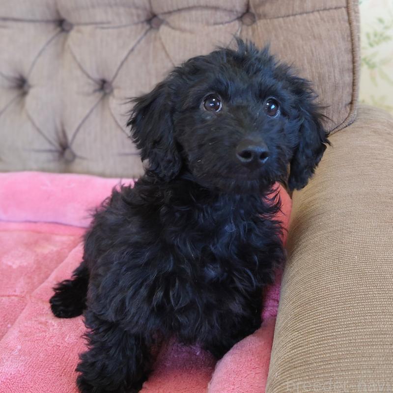 販売中の埼玉県のダップー:ミニチュアダックスフンド×トイプードル-429301