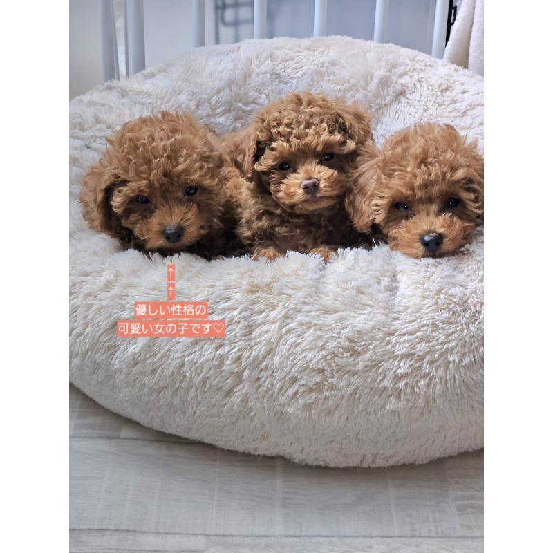 成約済の熊本県のタイニープードル-440679の3枚目