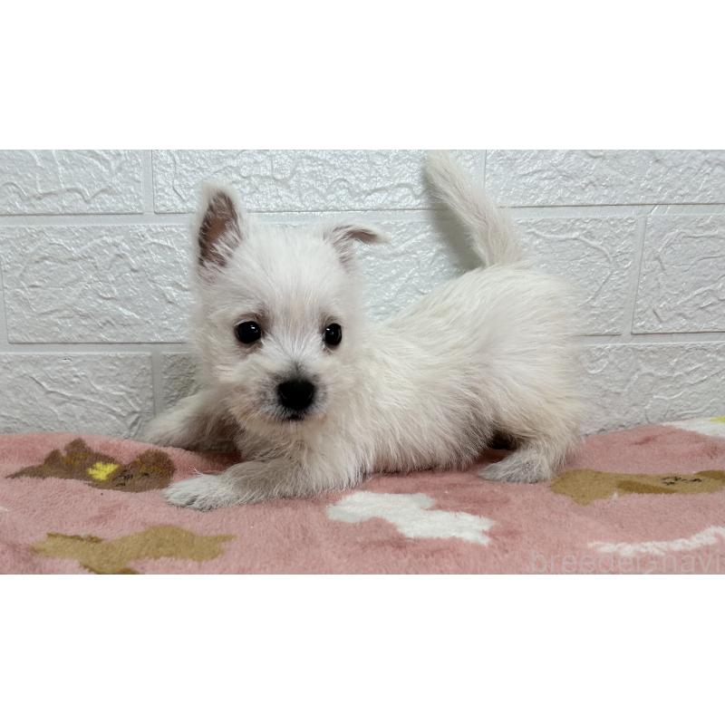 成約済の埼玉県のウエストハイランドホワイトテリア(ウエスティ)-439970の7枚目