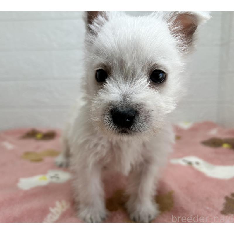 成約済の埼玉県のウエストハイランドホワイトテリア(ウエスティ)-439970の6枚目