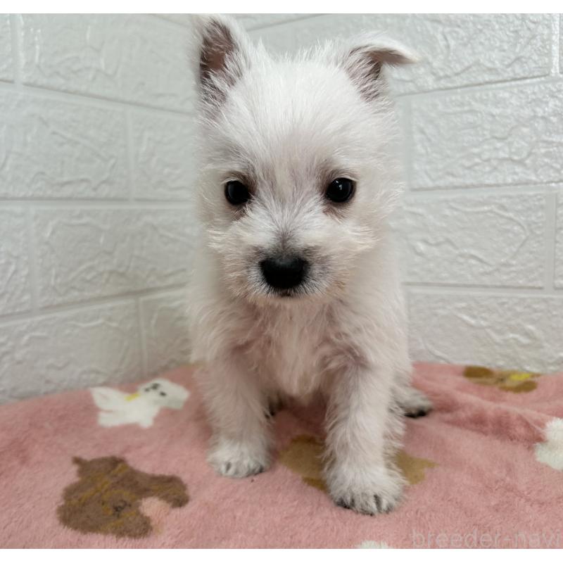 成約済の埼玉県のウエストハイランドホワイトテリア(ウエスティ)-439970の5枚目